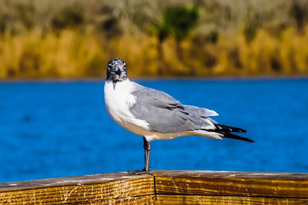 Photo Birds, feathers